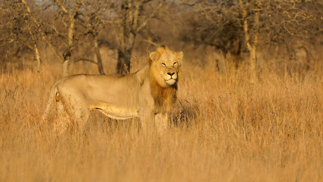 The Plight of Africa's Lions: Understanding the Decline and Taking Action