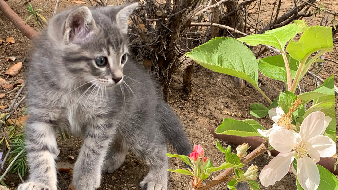 Why Do Cats Hiss?