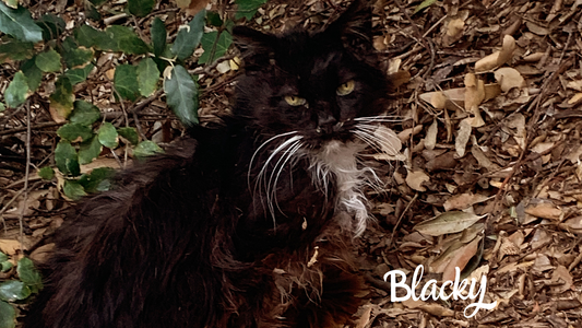 Fitz & Willow’s Cats, Blacky