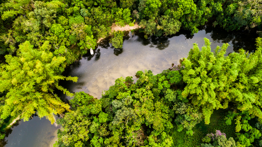 The Devastating Deforestation of the Amazon Rainforest
