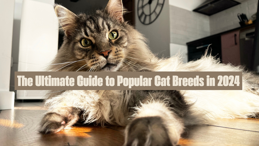 The Ultimate Guide to Popular Cat Breeds in 2024