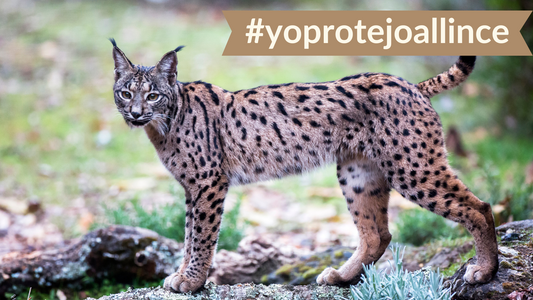 #yoprotejoallince