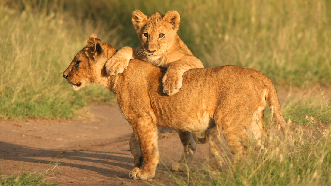 The Most Efficient and Reliable NGOs to Protect African Lions