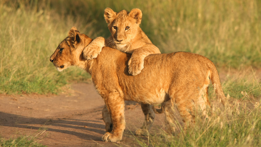 The Most Efficient and Reliable NGOs to Protect African Lions