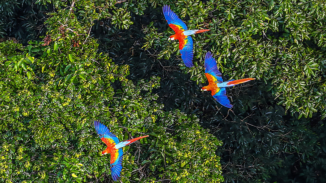 How Consumers Can Help Counteract Deforestation with Their Decisions