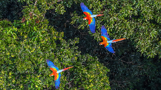 How Consumers Can Help Counteract Deforestation with Their Decisions