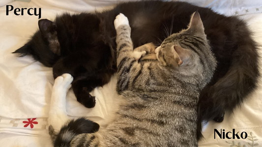 Nicko & Percy, two brother cats sleeping together, before Nicko’s death