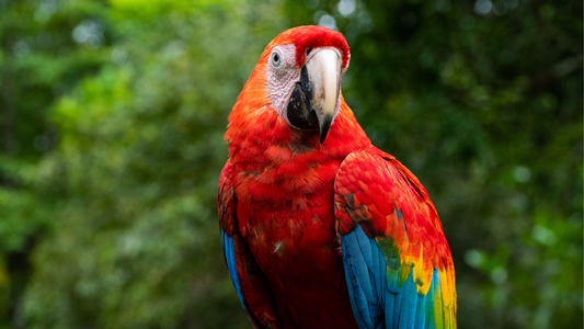 Corporate Culprits: The Companies Fueling Amazon Rainforest Deforestation