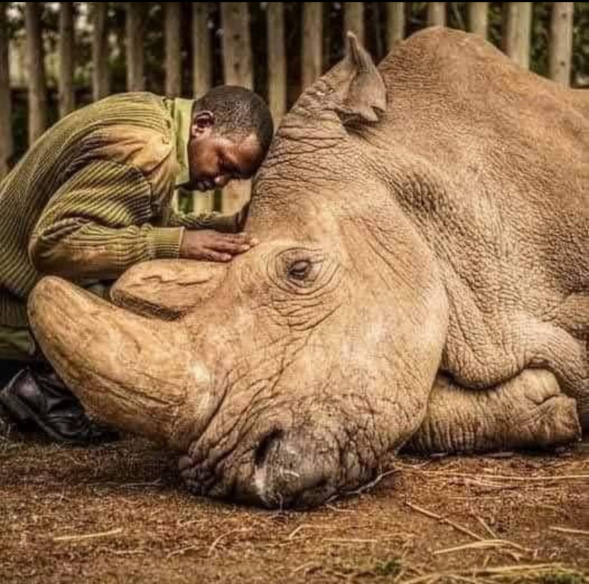 The Heartbreaking Loss of Sudan: A Call to Protect Our Planet
