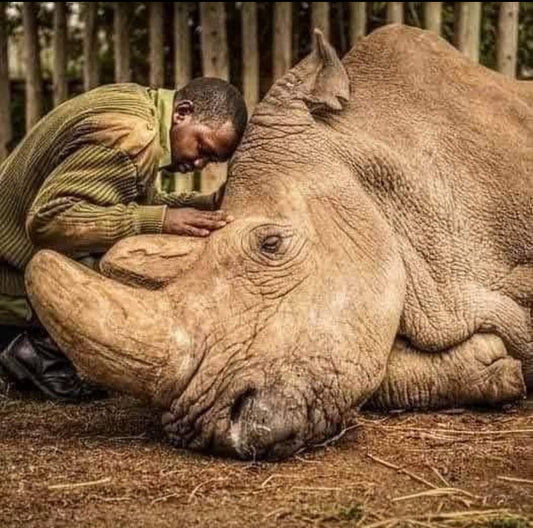The Heartbreaking Loss of Sudan: A Call to Protect Our Planet
