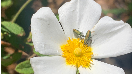 The natural beauty of my forest: flower and insects