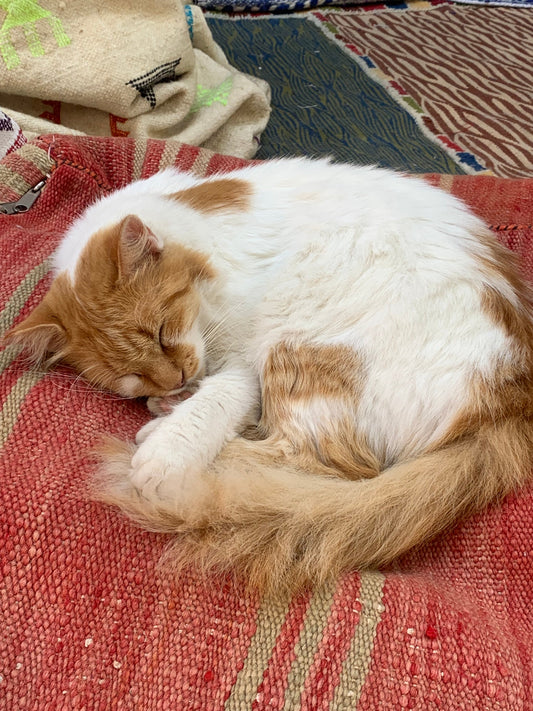 Male or female cat, which one to choose?